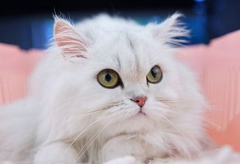 1457938412317919.jpg 金吉拉猫.jpg